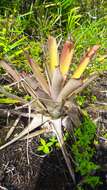 Image de Aechmea aquilega (Salisb.) Griseb.