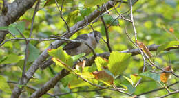 صورة Perisoreus canadensis obscurus Ridgway 1874