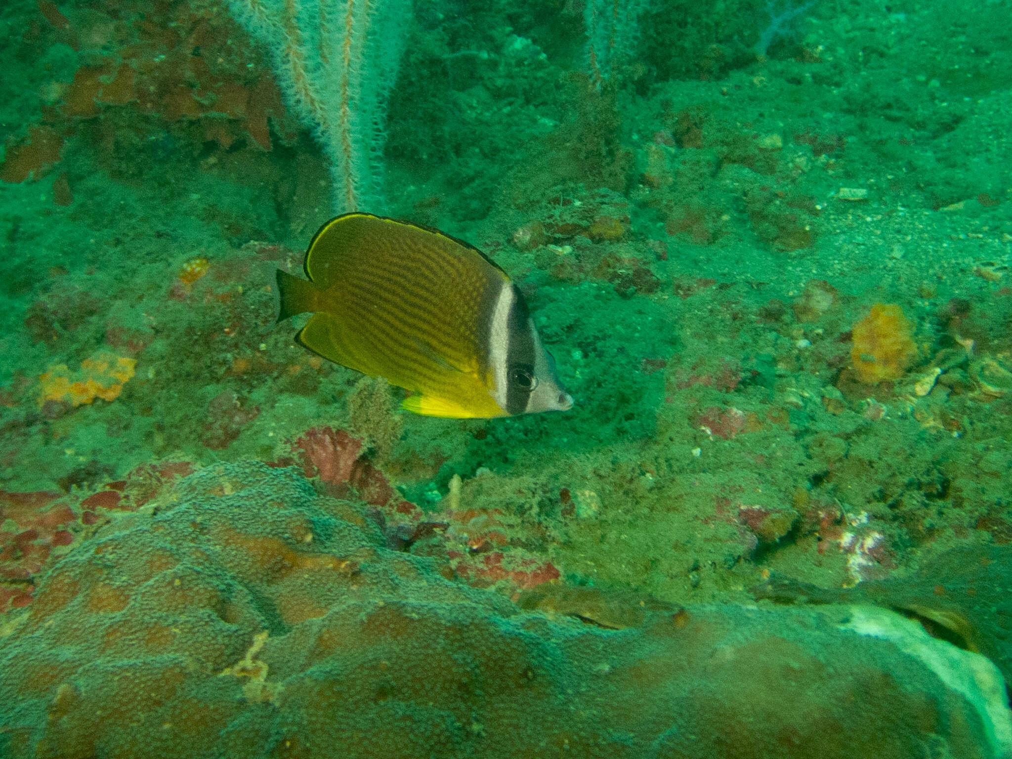 Image of Golden Butterflyfish