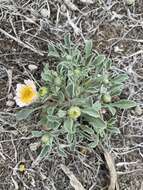 Image of Townsendia florifera (Hook.) A. Gray