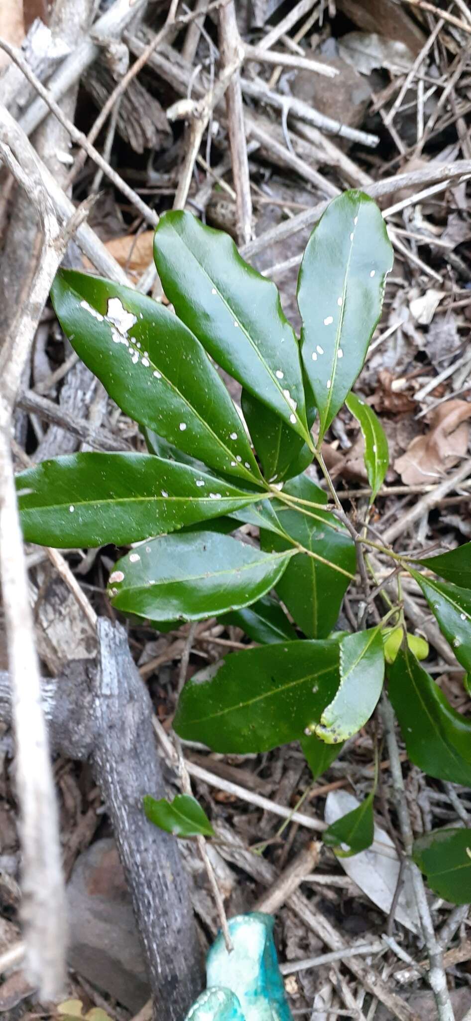 Plancia ëd Rhysotoechia bifoliolata Radlk.