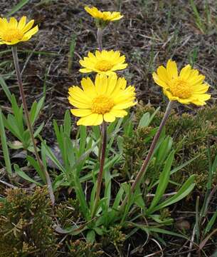 Image de Tetraneuris herbacea Greene