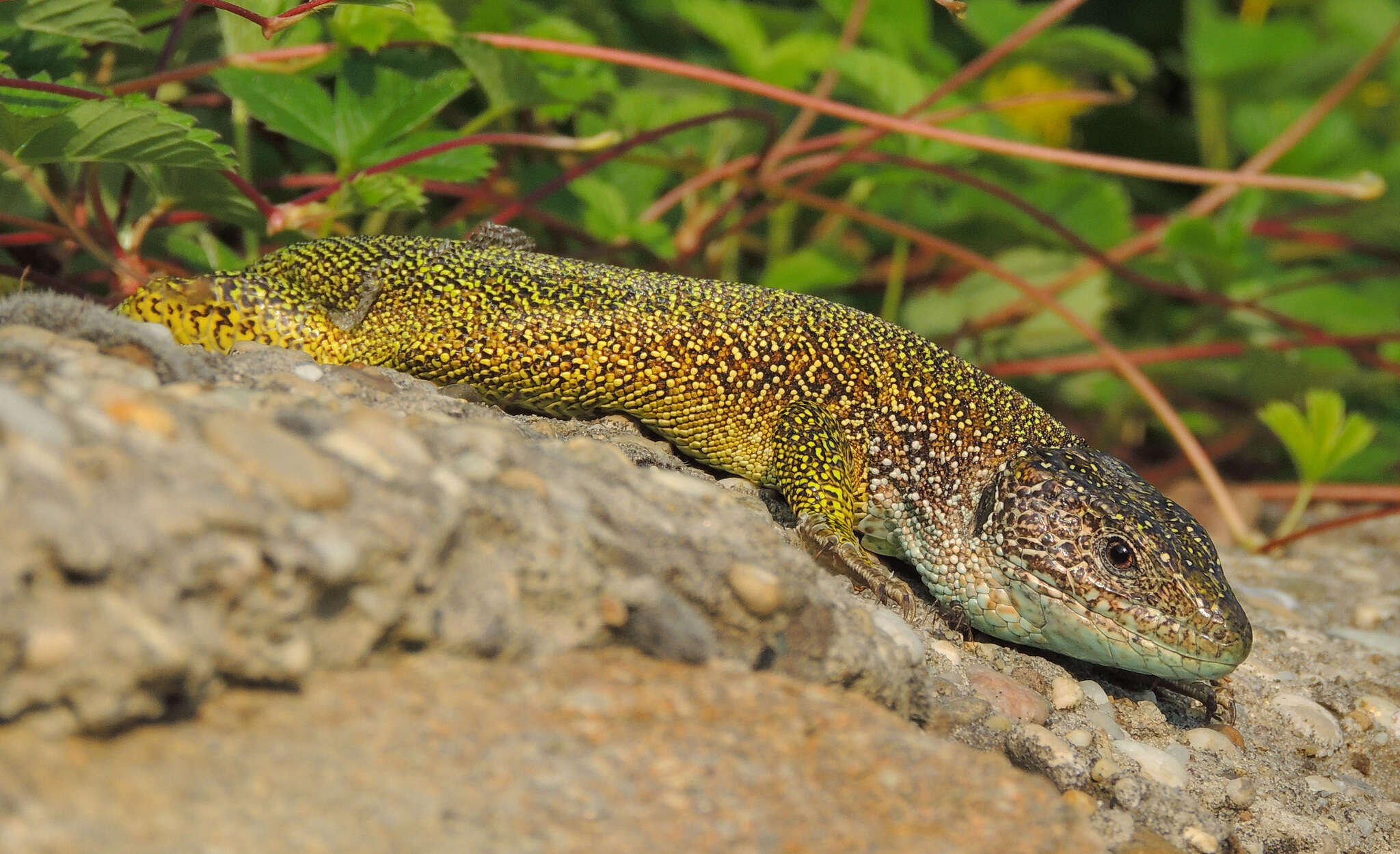 Image de Lacerta viridis viridis (Laurenti 1768)