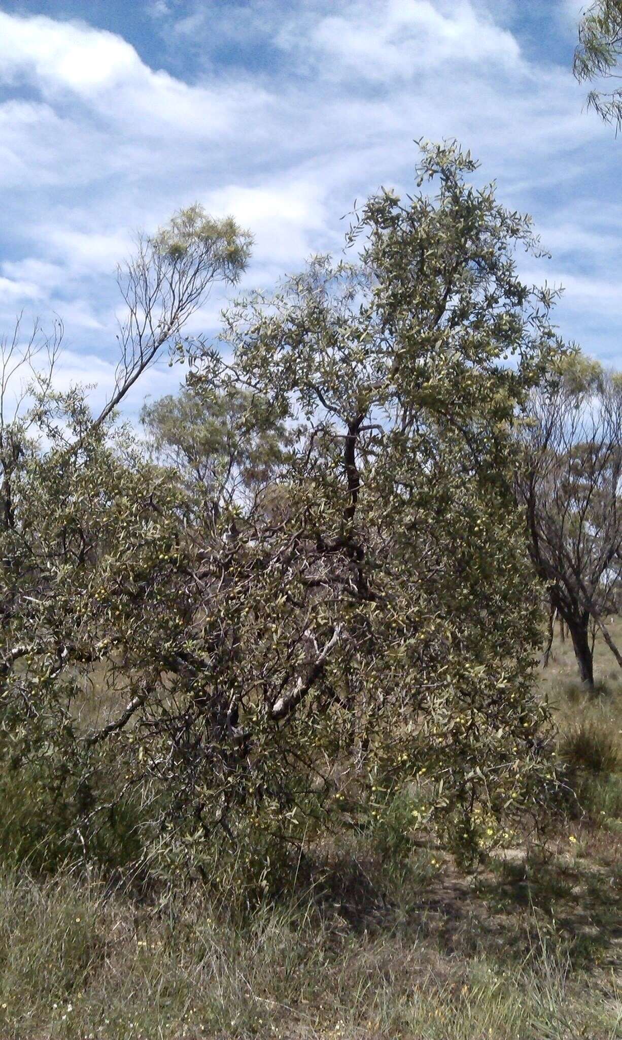 Image of Santalum spicatum (R. Br.) A. DC.