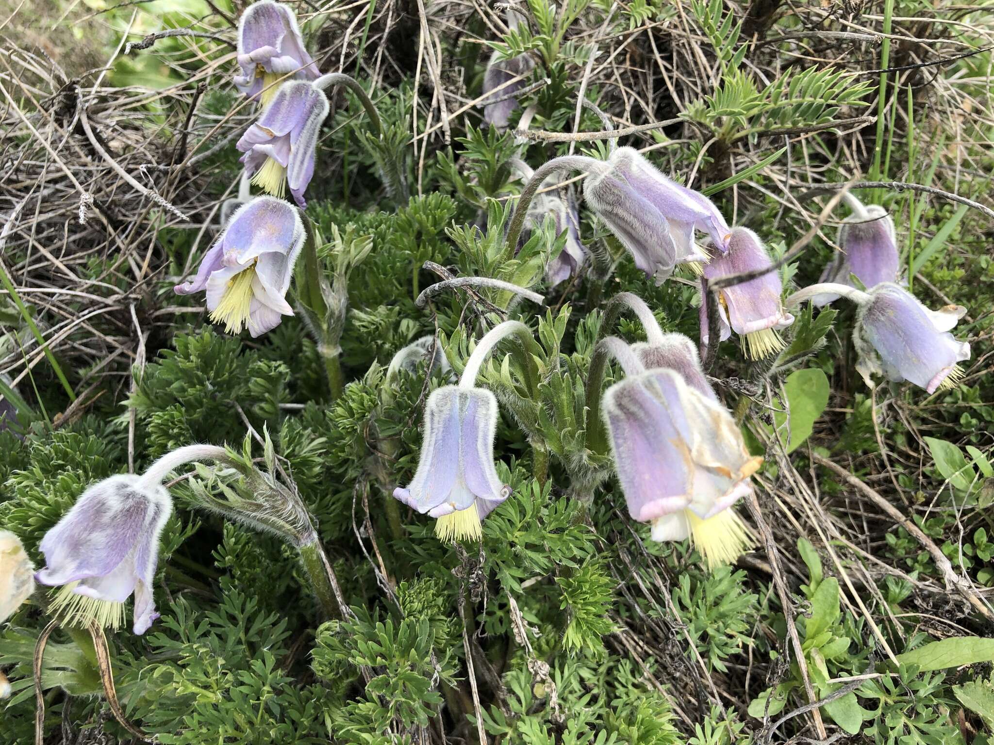 Imagem de Pulsatilla armena (Boiss.) Rupr.