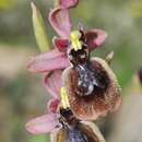 Image of Ophrys heraultii G. Keller ex Schrenk