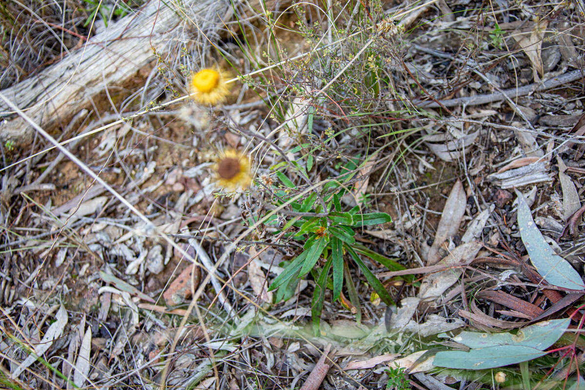 Image of Coronidium oxylepis subsp. lanatum Paul G. Wilson