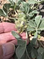 Image of beaver Indian breadroot