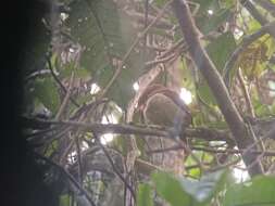 Image of Collared Puffbird