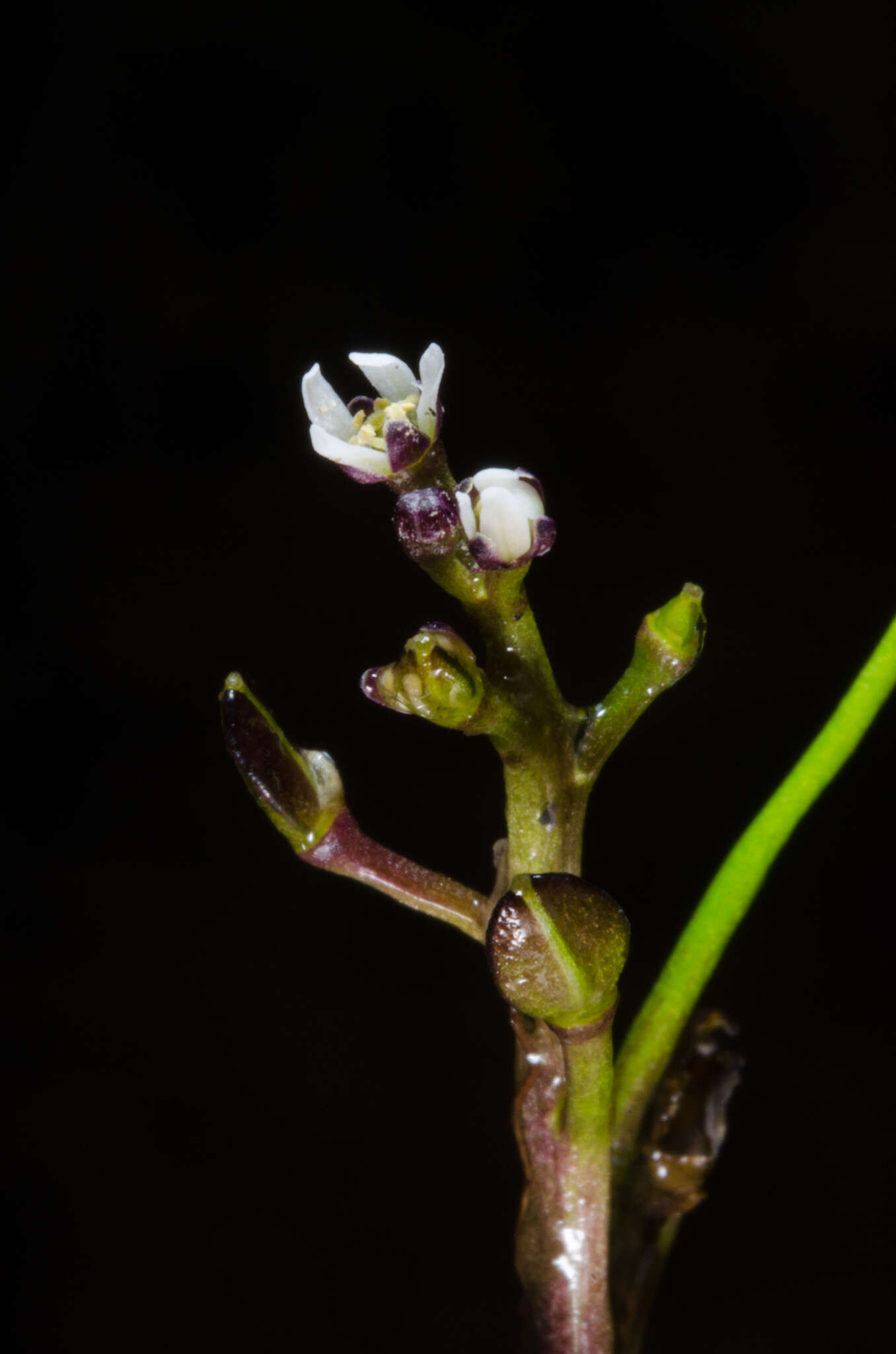 Image de Subularia monticola A. Braun ex Schweinf.