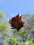 Image de Isoxya tabulata (Thorell 1859)