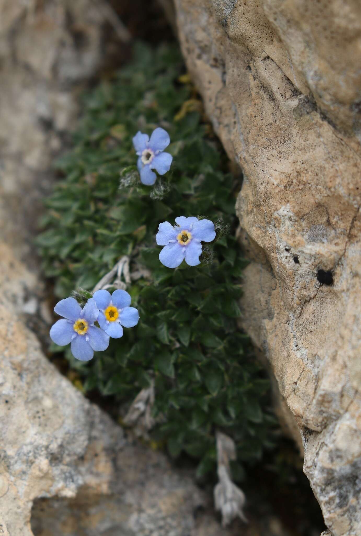 صورة Eritrichium nanum (L.) Gaudin