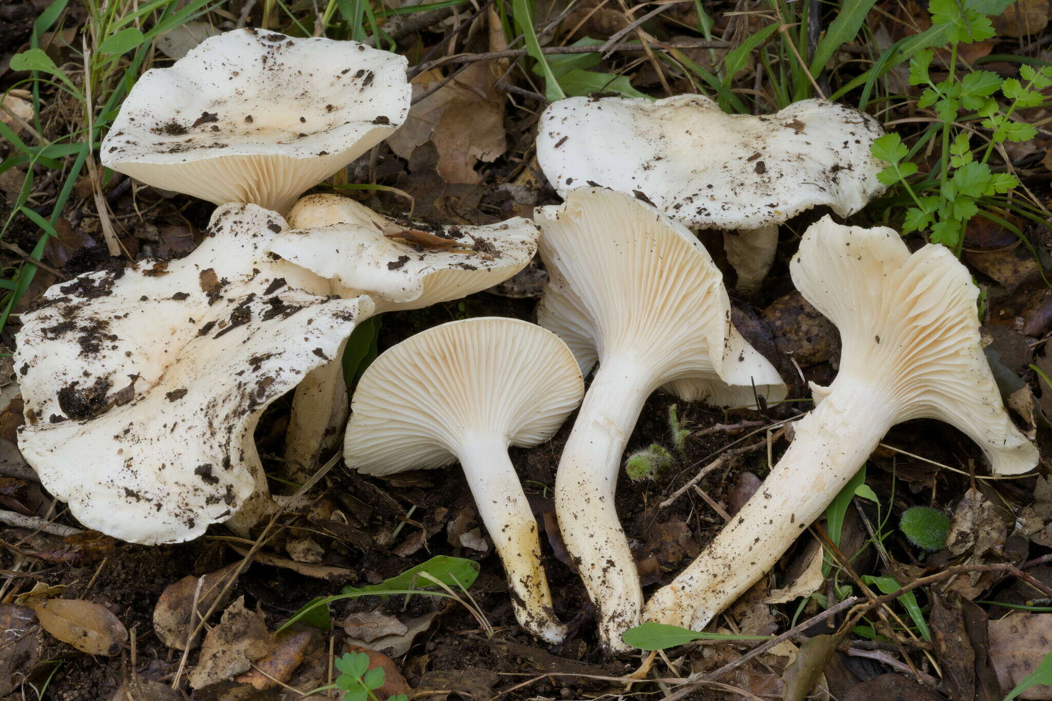 Plancia ëd Hygrophorus penarioides Jacobsson & E. Larss. 2007