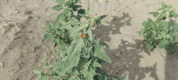 Image of Carrizo Creek globemallow