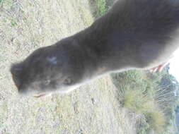 Image of southern pocket gopher