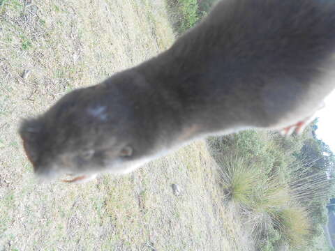 Image of southern pocket gopher