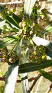 Imagem de Pseudopanax linearis (Hook. fil.) K. Koch