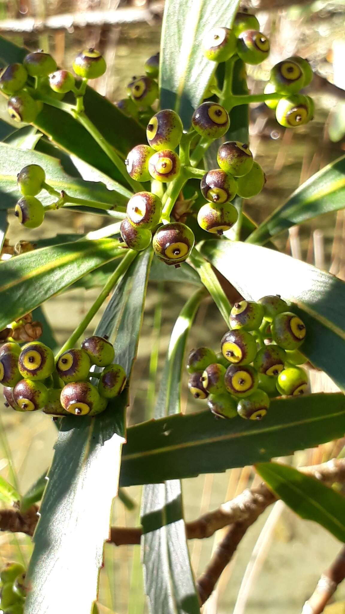 Imagem de Pseudopanax linearis (Hook. fil.) K. Koch