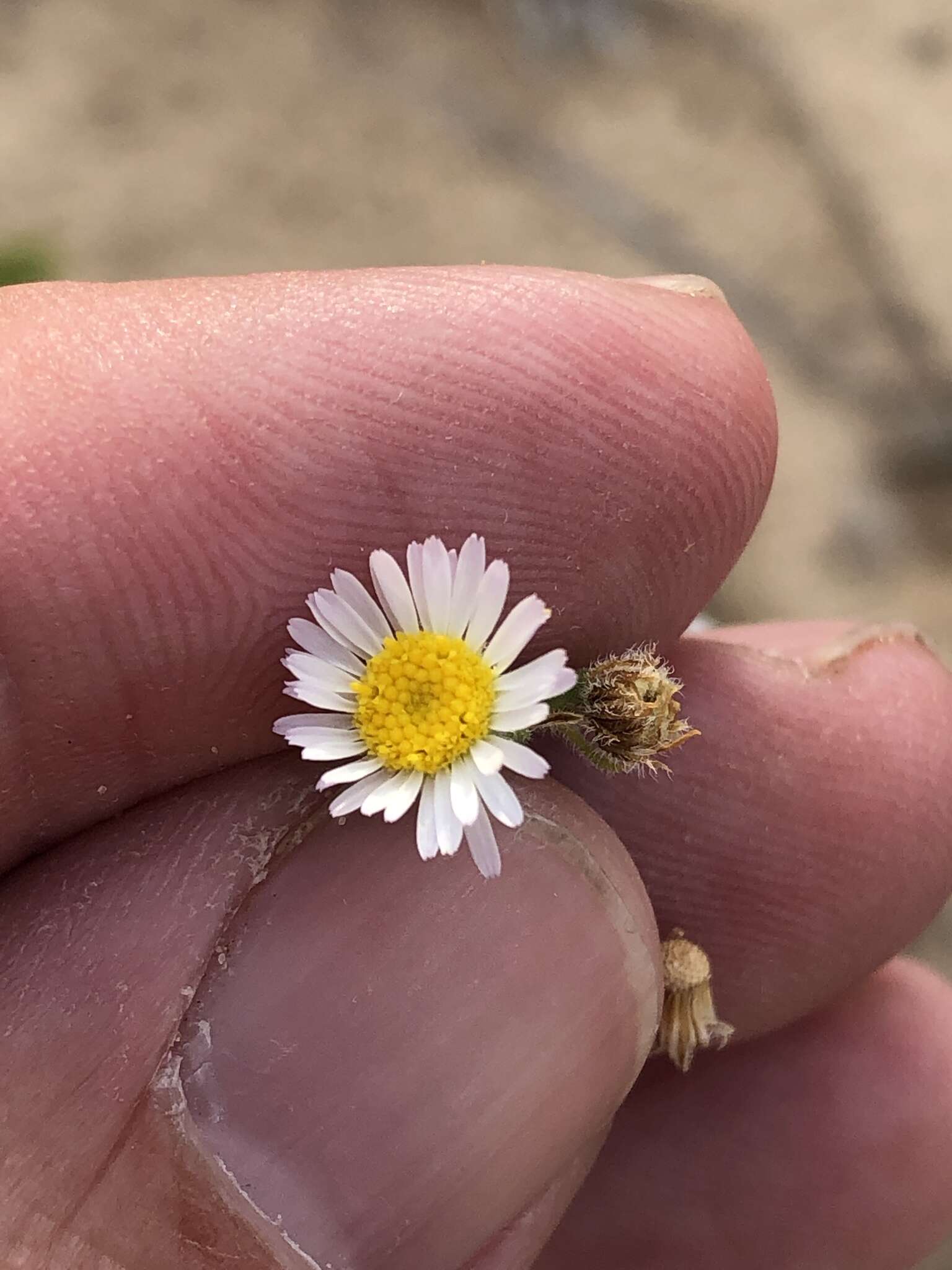 Image of western daisy fleabane