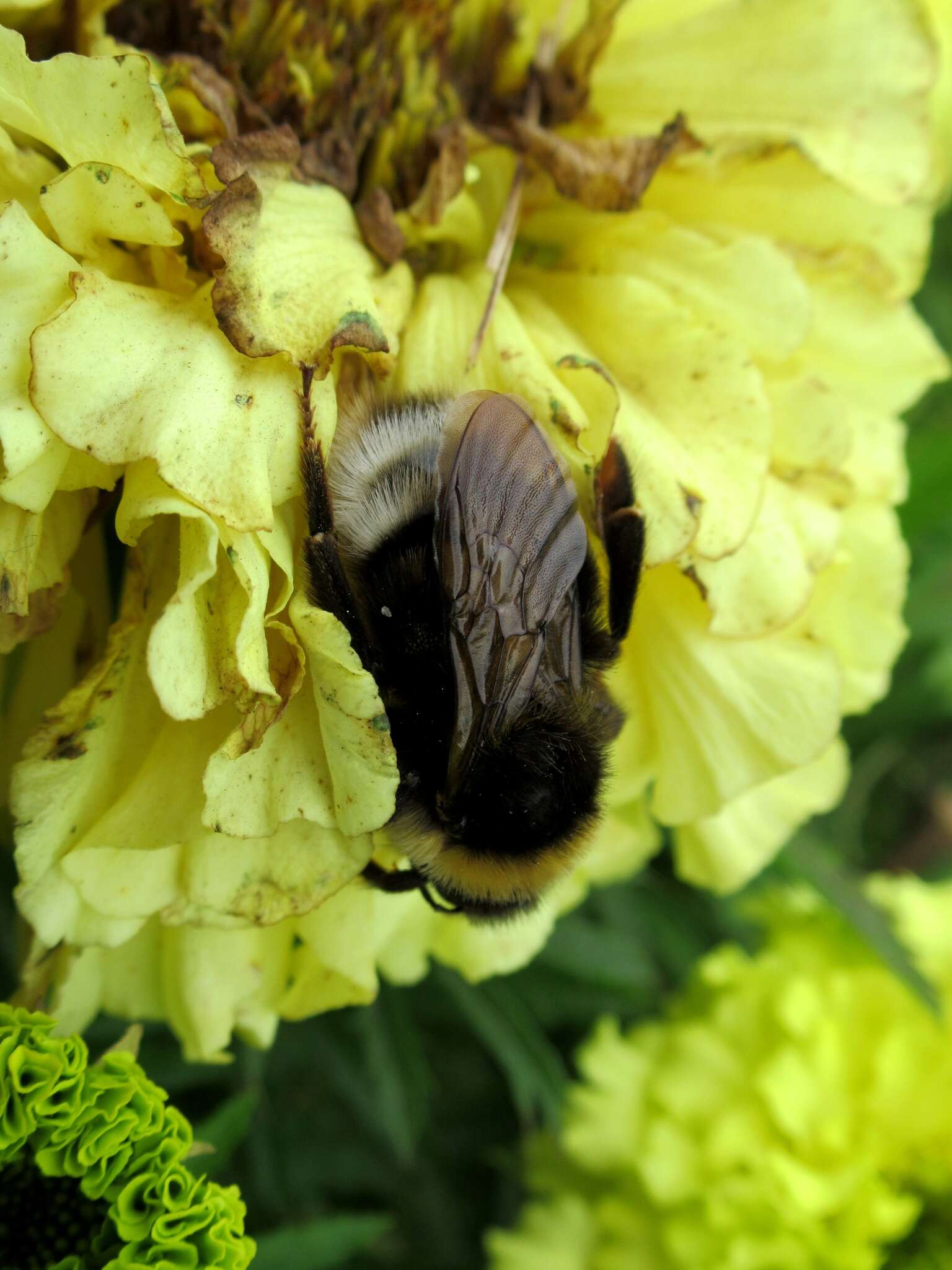 Image of Ashton's Cuckoo Bumblebee