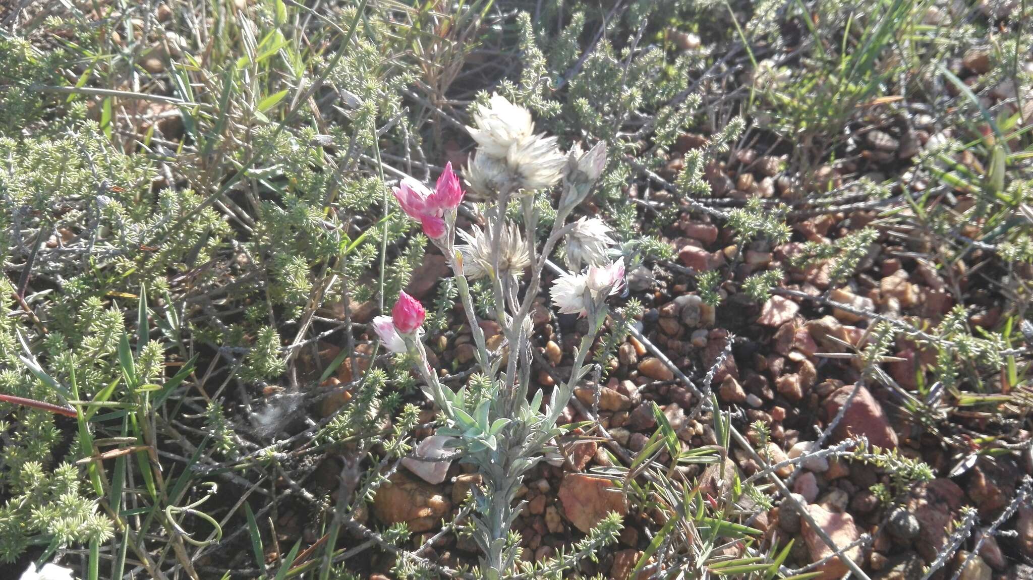 Image of Achyranthemum affine (Less.) N. G. Bergh