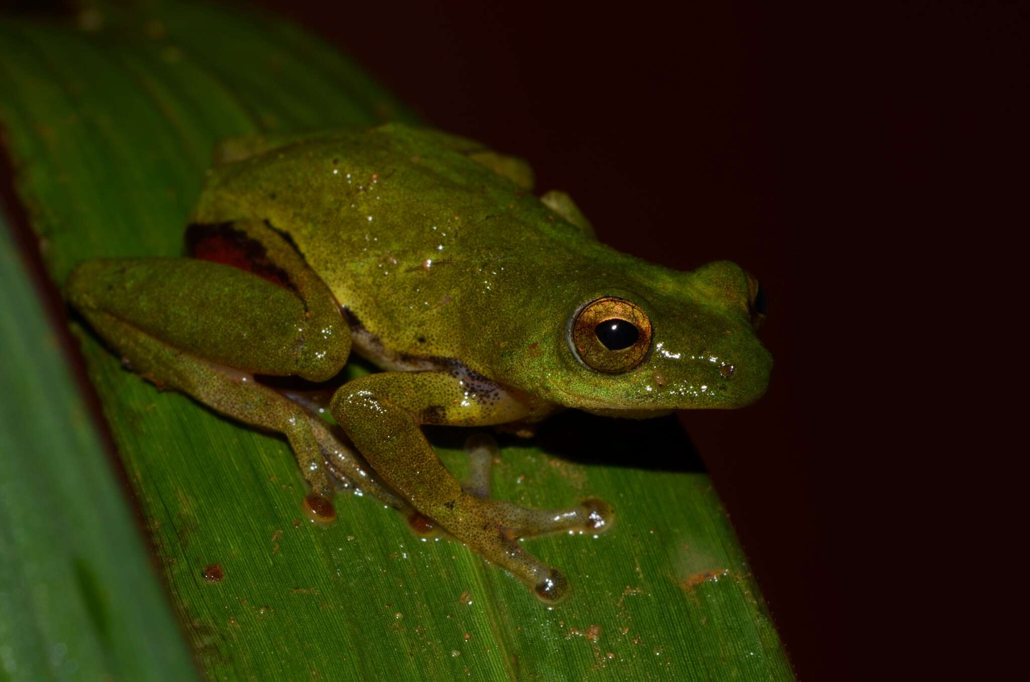 Image of Olive Reed Frog
