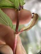 Imagem de Epilobium brevifolium subsp. trichoneurum (Hausskn.) Raven