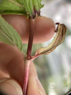 Imagem de Epilobium brevifolium D. Don