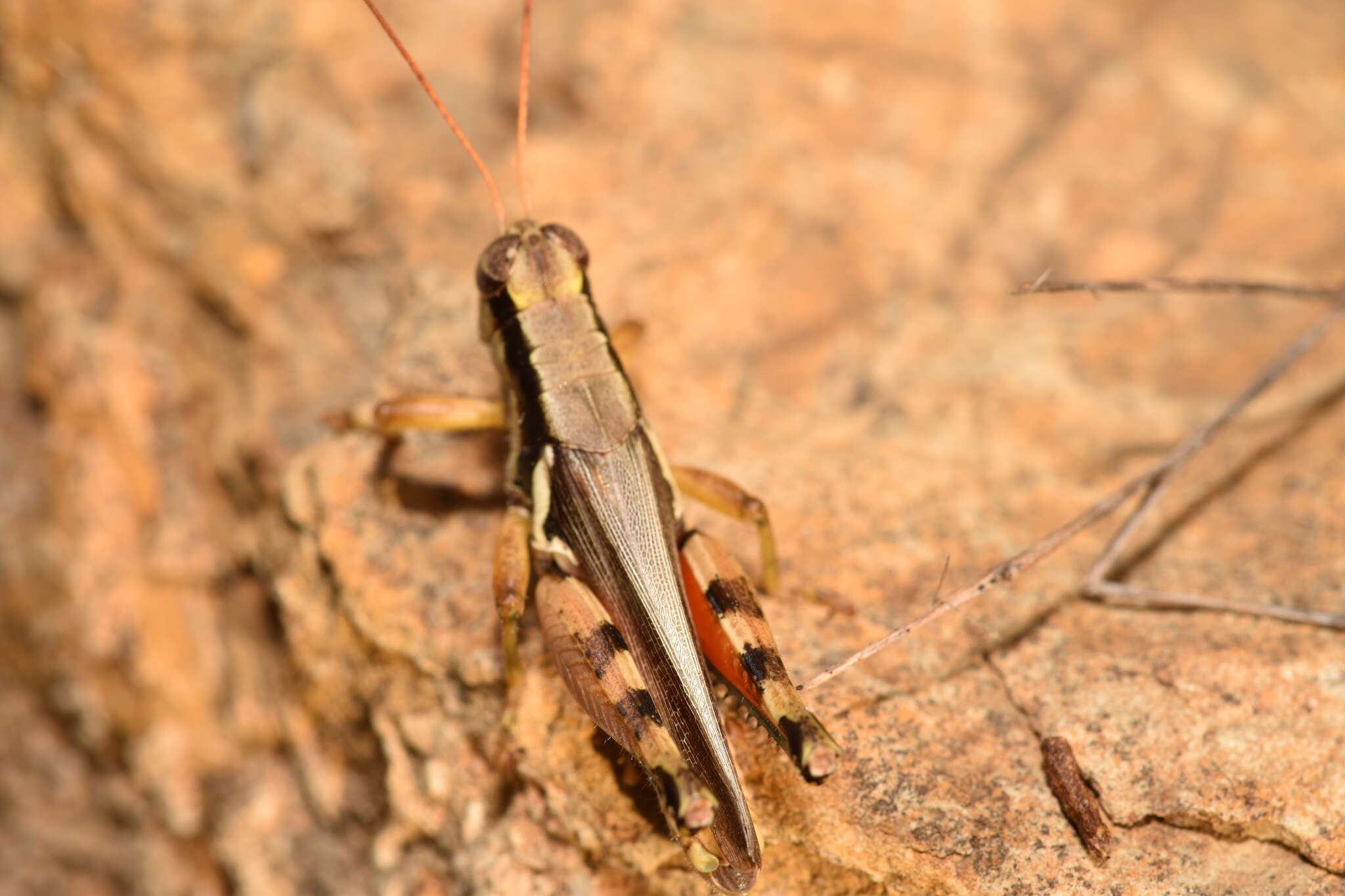 Image of Melanoplus glaucipes (Scudder & S. H. 1875)