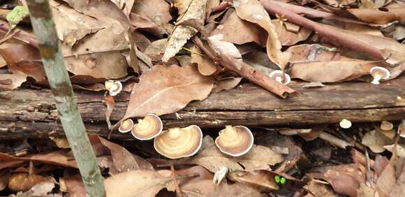 Слика од Trametes modesta (Kunze ex Fr.) Ryvarden 1972