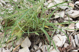 Bupleurum polyphyllum Ledeb. resmi