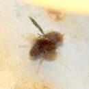 Imagem de Trypetisoma eutretoides Arnaud 1968