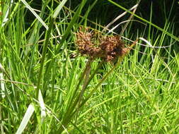 Imagem de Rhodoscirpus asper (J. Presl & C. Presl) Lév.-Bourret, Donadío & J. R. Starr