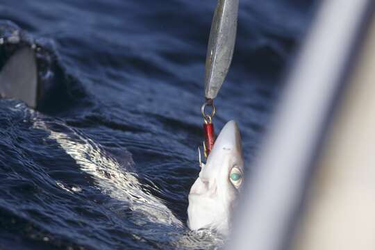 Image of Cape Shark