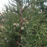 Juniperus deppeana var. deppeana resmi