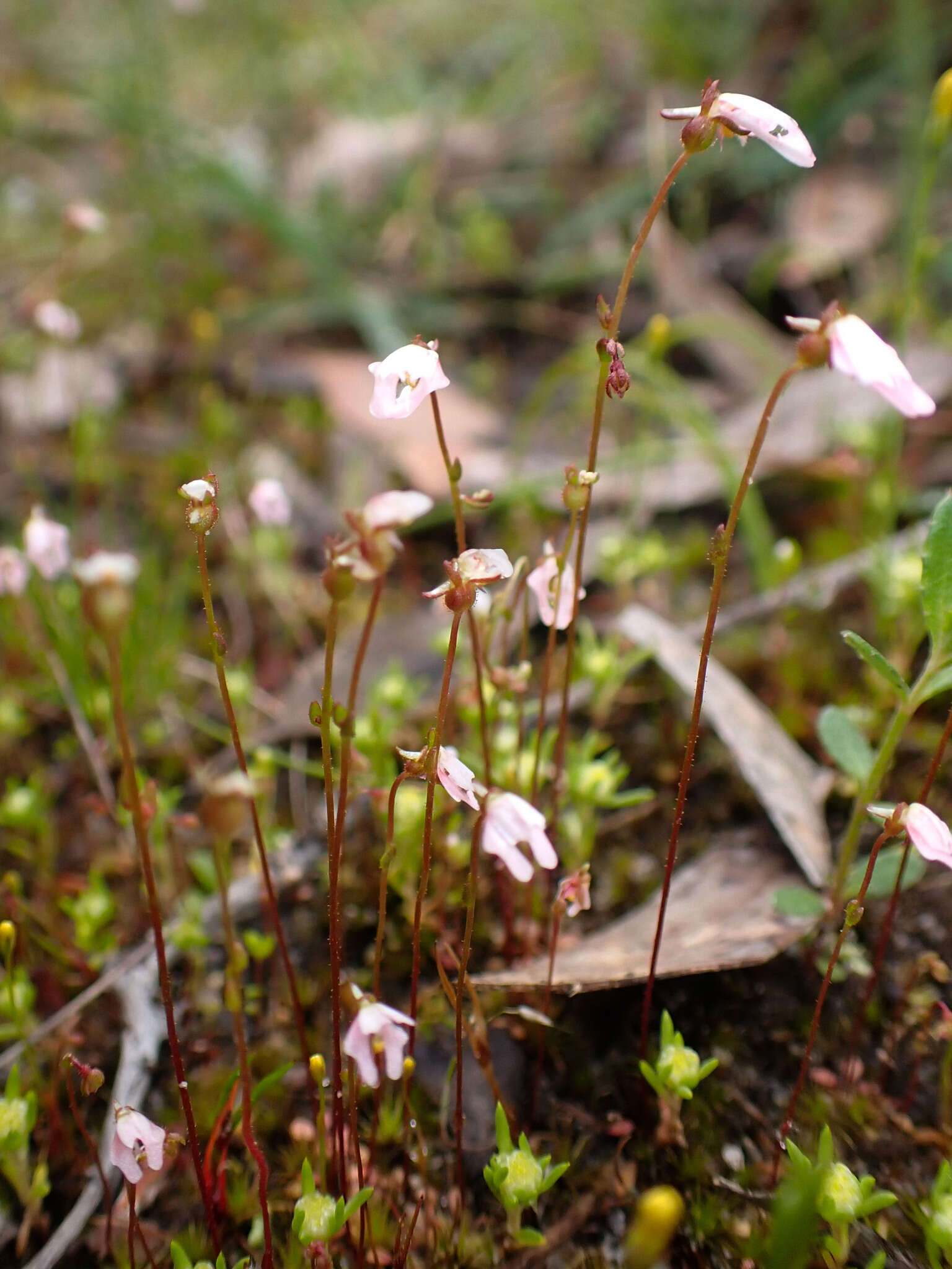 Image de Stylidium calcaratum R. Br.