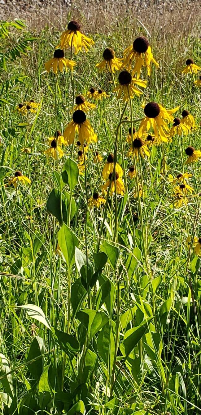 Image of rough coneflower