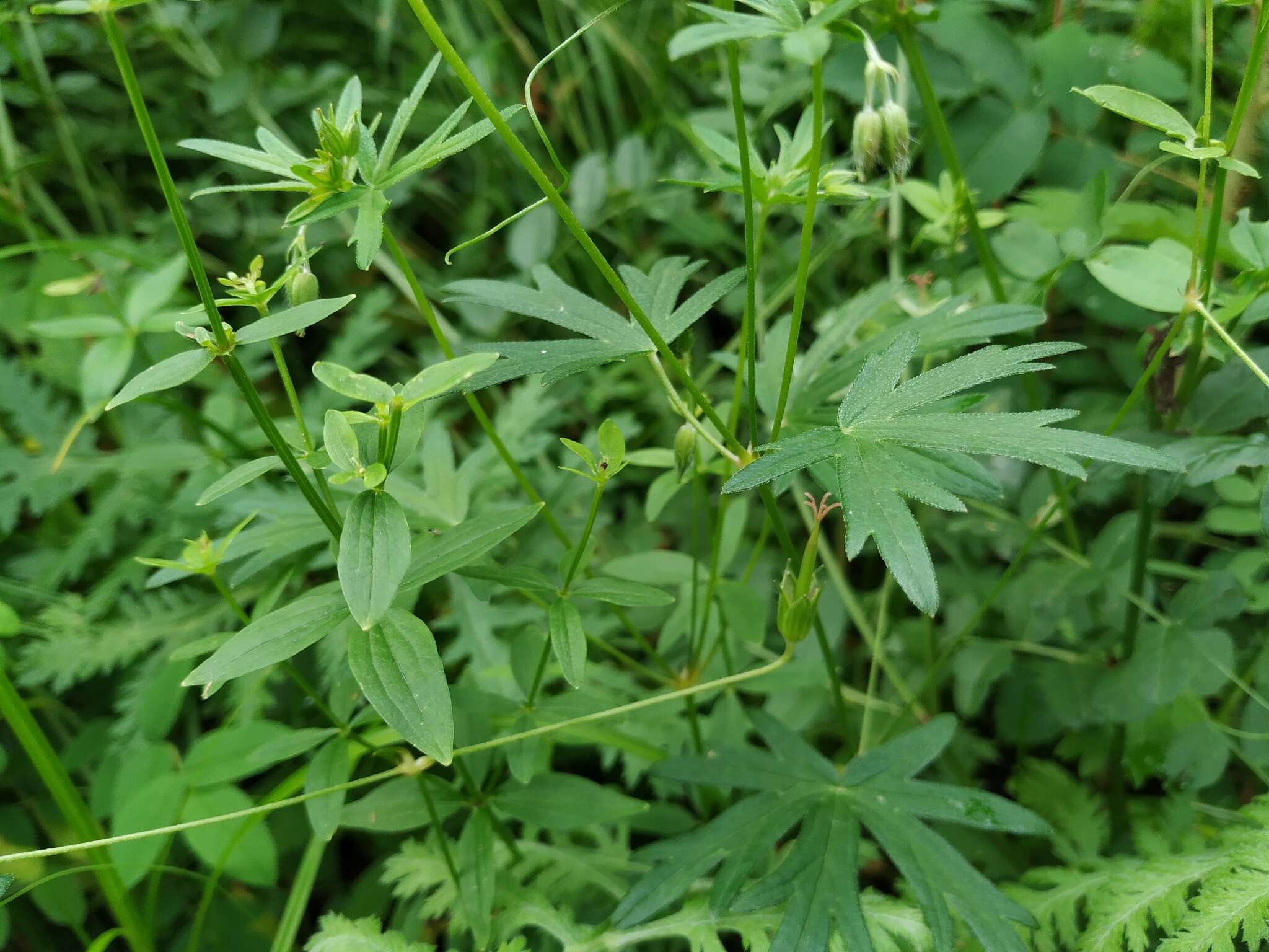 Image of Geranium dahuricum DC.