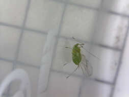 Image of pea aphid