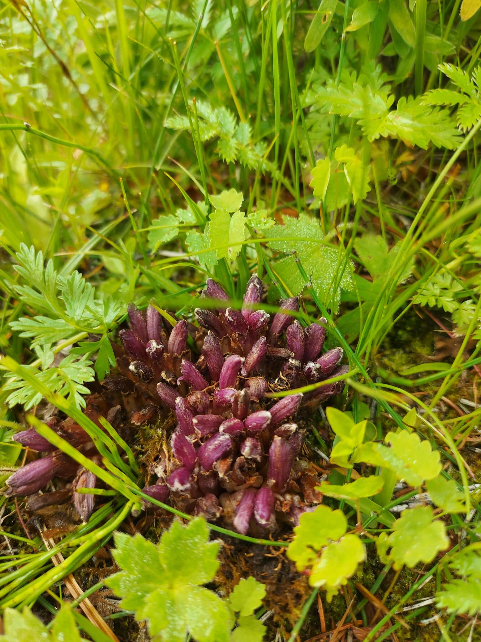 Image of Mannagettaea hummelii Harry Sm.