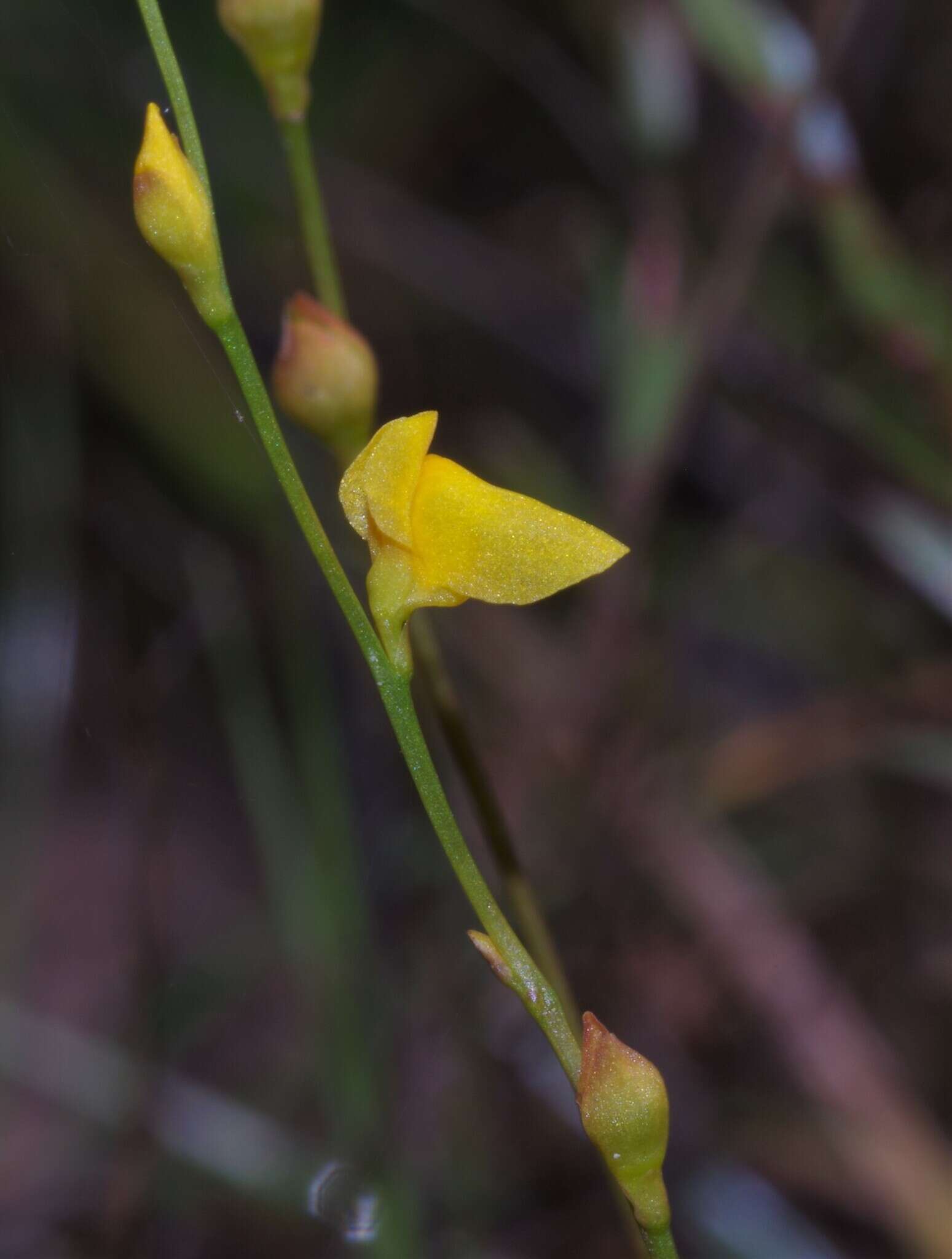 Image de Utricularia guyanensis A. DC.