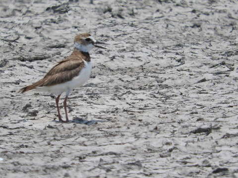 Слика од Charadrius wilsonia Ord 1814