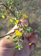 Image of Crotalaria filipes Benth.