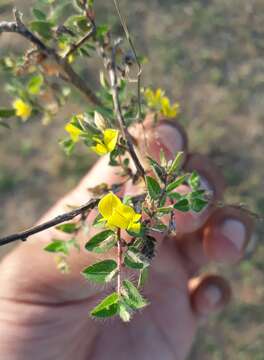 Image of Crotalaria filipes Benth.