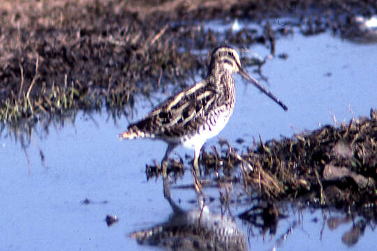 صورة Gallinago nigripennis nigripennis Bonaparte 1839