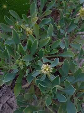 Image of Acicarpha bonariensis