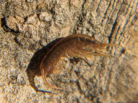 Image of Gammarus fossarum Koch 1836