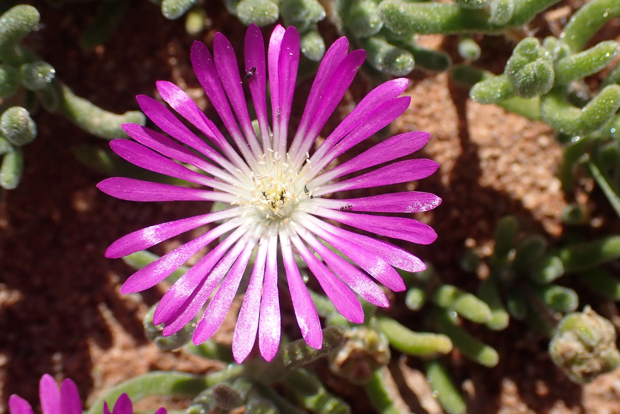 Imagem de Drosanthemum oculatum L. Bol.