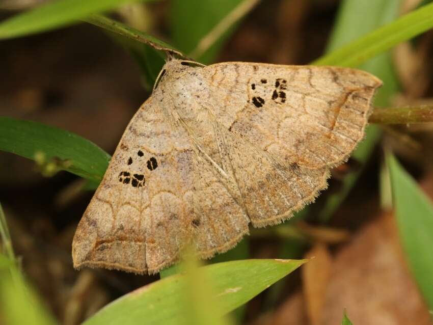 صورة Blasticorhinus rivulosa Walker 1865