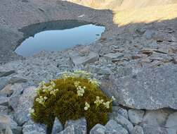 Imagem de Aciphylla dobsonii Hook. fil.